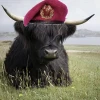 @rainpizza@lemmygrad.ml avatar