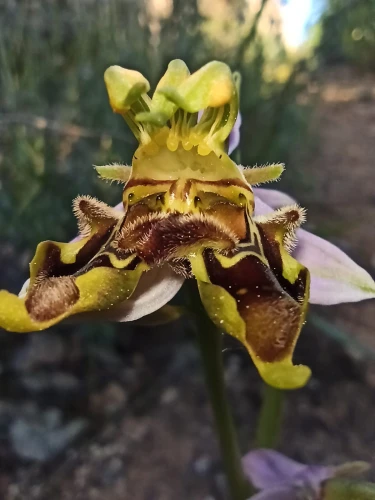 Orphrys apífera